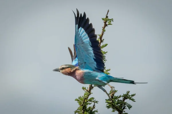 Lilac-breasted roller takes off from leafy branch — Stockfoto