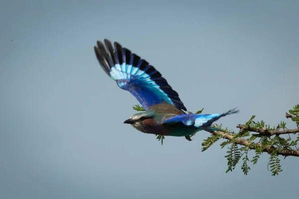 Lilac-breasted roller stijgt op van bladverliezende takken — Stockfoto