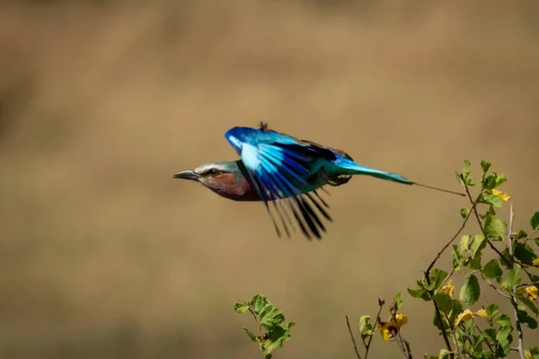Lilac-breasted roller takes off from leafy bushes — Stockfoto