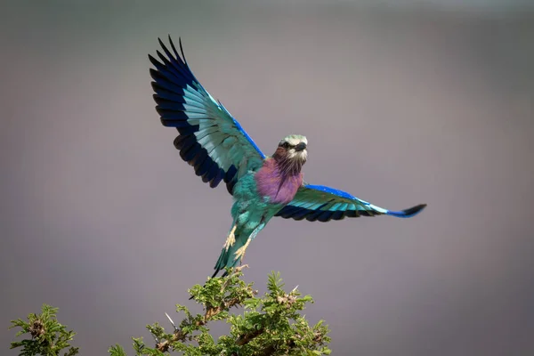 Lilac-breasted roller takes off from thorn bush — Stockfoto