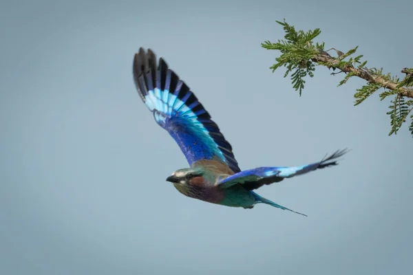 Lilac-prsa válec vzlétne pod modrou oblohou — Stock fotografie