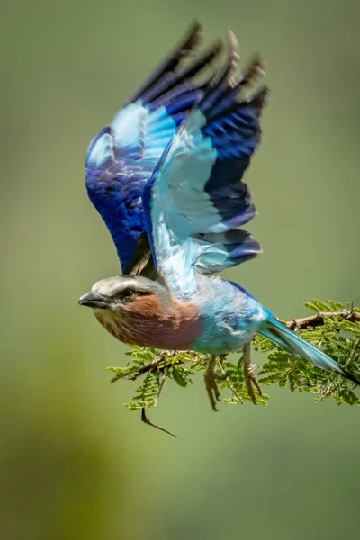 Lilac-breasted roller takes off with blurred wings — Stockfoto