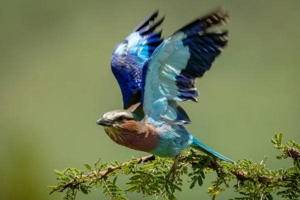 Lilac-breasted roller takes off with raised wings — Stockfoto