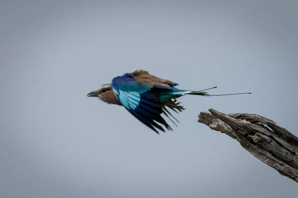 Lilac-breasted roller taking off from dry branch — Stockfoto