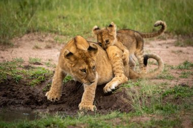 Aslan yavrusu bilardo oynarken diğerini ısırır.