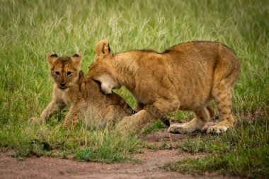 Aslan yavrusu çimenlerde otururken diğerini ısırır.