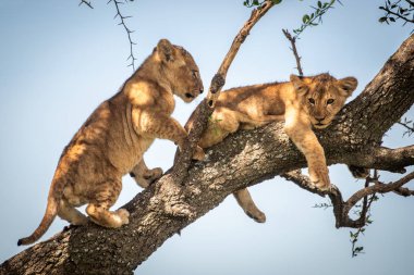 Aslan yavrusu dalda bir diğerinin yanından geçiyor.