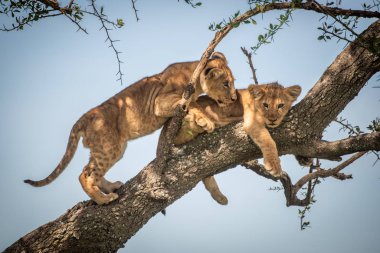 Aslan yavrusu dalda bir diğerinin yanından geçiyor.