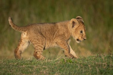 Aslan yavrusu altın ışıkta çimenleri geçiyor.