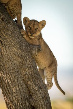 Aslan yavrusu başka bir ağaç gövdesini takip ediyor.