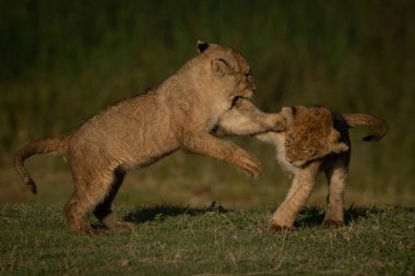 Aslan yavrusu çimlere atlıyor.