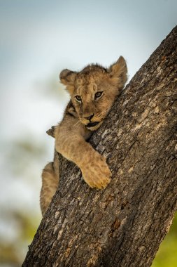 Aslan yavrusu ağaç gövdesine tutunuyor.