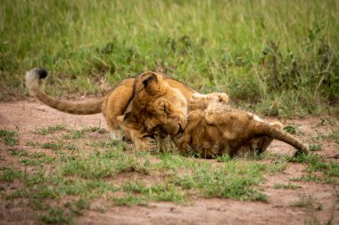 Aslan yavrusu otların üzerinde bir diğerini ısırıyor.