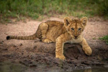 Aslan yavrusu gölün kenarında uzanmış kamerayı izliyor.