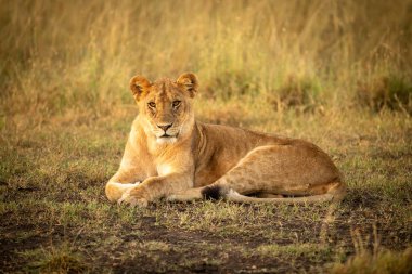 Aslan yavrusu çimenlerin üzerinde kameraya bakarak yatıyor.