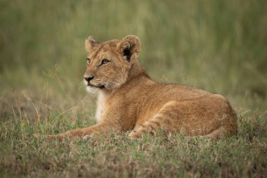 Aslan yavrusu sola bakan çimenlerde yatıyor.