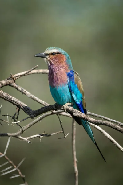Lilac-breasted roller met catchlight op dode tak — Stockfoto