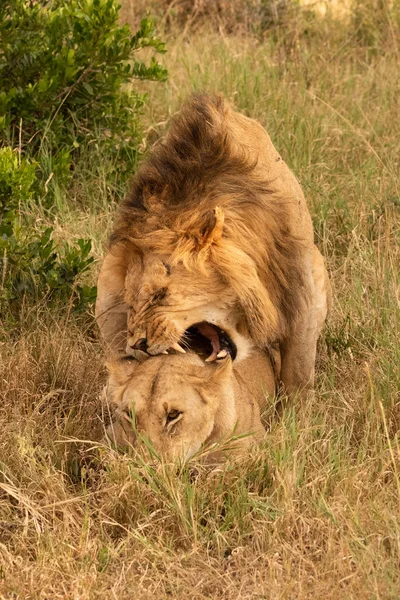 Löwe beißt Weibchen bei Paarung im Gras — Stockfoto