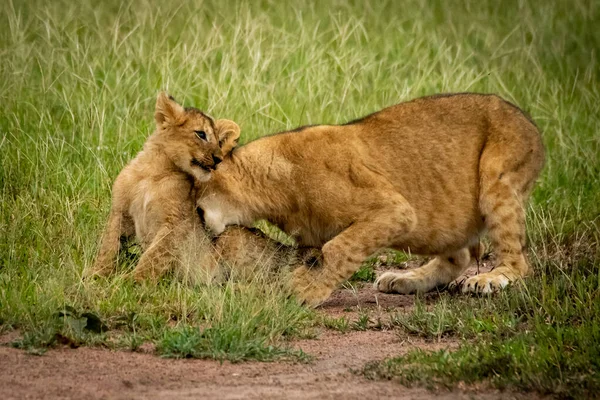 Leone cucciolo morde un altro seduto in erba — Foto Stock