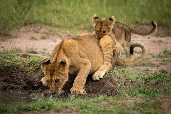 Lion ourson mord une autre boisson de la piscine — Photo