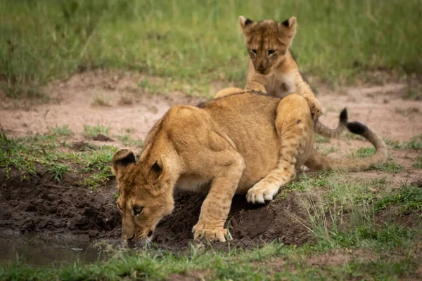 Lion cub derrière un autre verre de la piscine — Photo