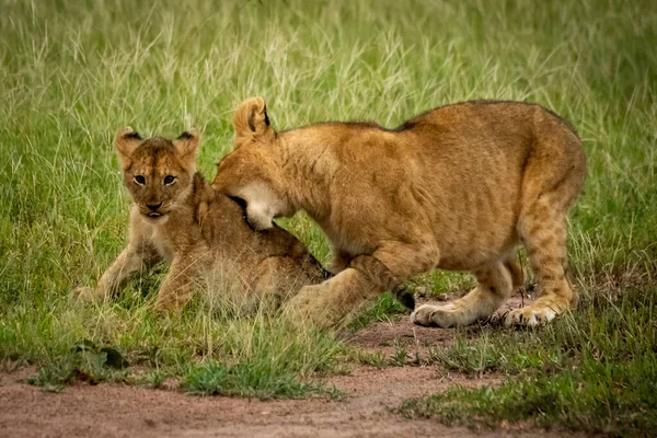 Löwenjunges beißt auf Gras sitzenden anderen — Stockfoto