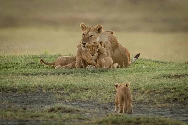 Lion cub approaches siblings climbing on mother — Stock Photo, Image