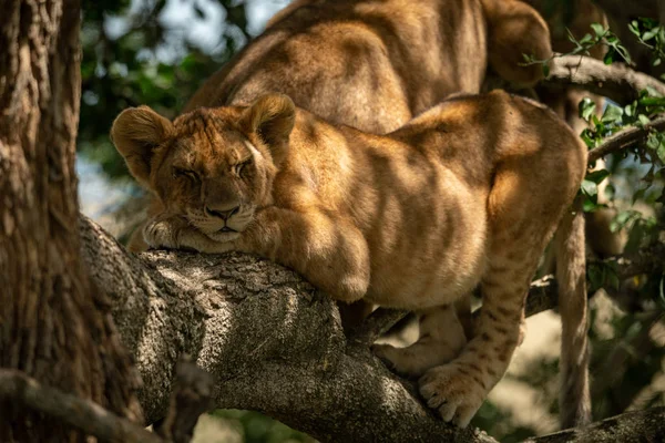 Lew śpi na gałęzi w słońcu — Zdjęcie stockowe