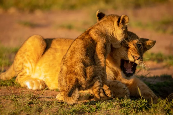 Løveunge bider en anden liggende på græs - Stock-foto