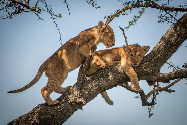 Leone cucciolo sale oltre un altro albero — Foto Stock