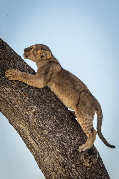 León cachorro sube árbol tronco mirando hacia arriba — Foto de Stock