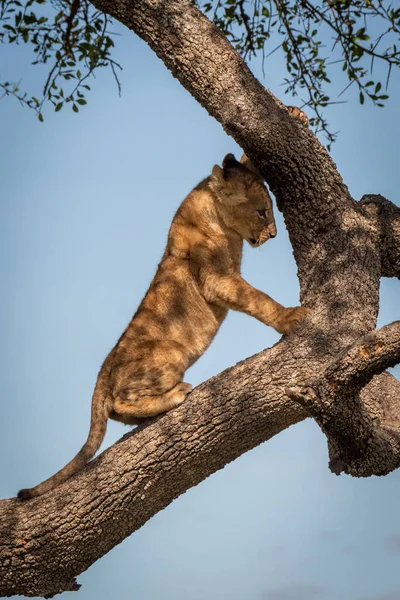 Lion cub climbs tree under blue sky — Stock Photo, Image