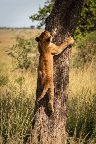 León cachorro sube árbol tronco en savannah — Foto de Stock