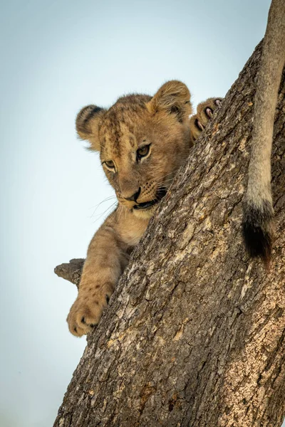 León cachorro se aferra al tronco mirando hacia abajo — Foto de Stock