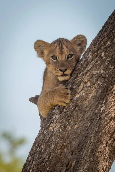 Löwenjunges blickt Kamera aus Baumstamm — Stockfoto
