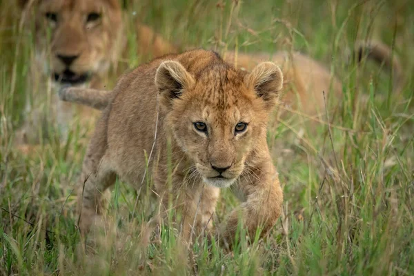 León cachorro cruza hierba con madre detrás — Foto de Stock