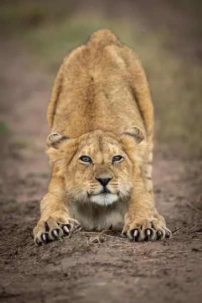 Lion cub eyes camera while stretching out — Stock Photo, Image