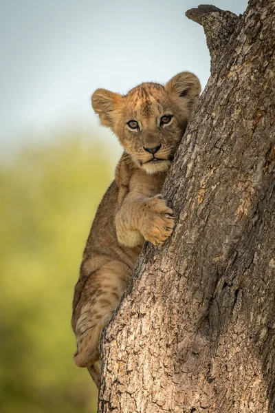 Лев львица лица камеры сцепления ствол дерева — стоковое фото
