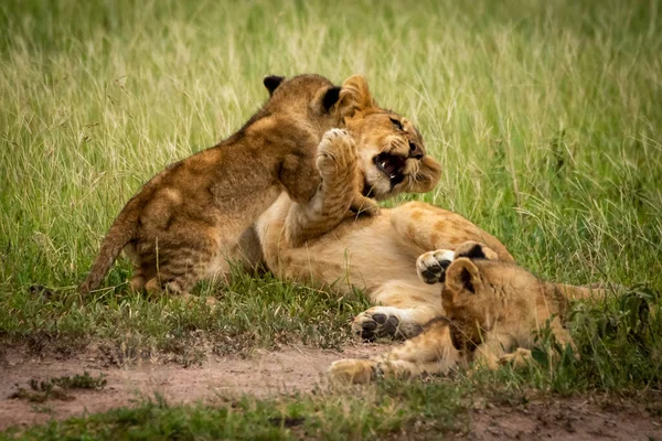 Filhote de leão salta em outro na grama — Fotografia de Stock