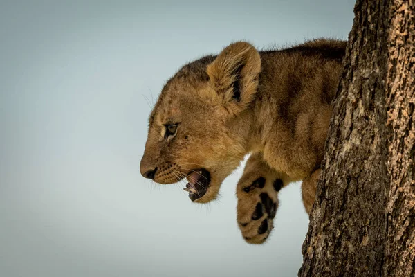 Le petit lion se penche hors du tronc de l'arbre — Photo