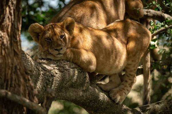 Lion ourson sous la lumière du soleil sur la branche — Photo