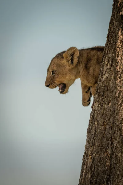 Lion cub leaning out from tree trunk — Stock Photo, Image