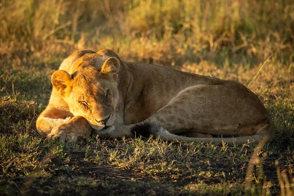ライオンの赤ちゃんは短い草の上で眠っている — ストック写真