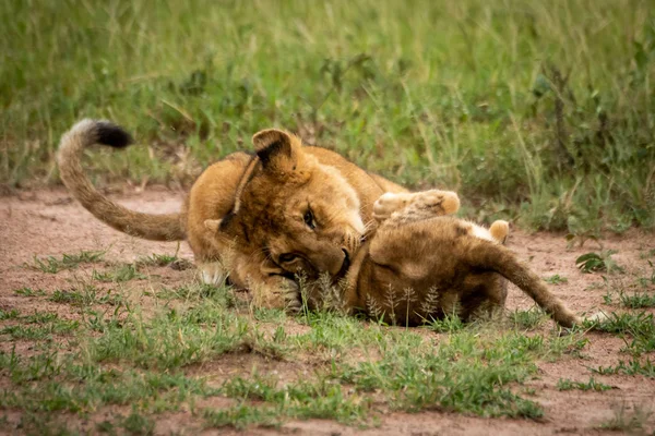 Le petit lion en mord un autre dans l'herbe — Photo