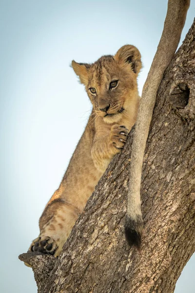 León cachorro se encuentra al lado de la cola en el tronco — Foto de Stock