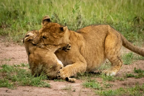 사자 새끼가 다른 새끼의 목을 물고 있다 — 스톡 사진