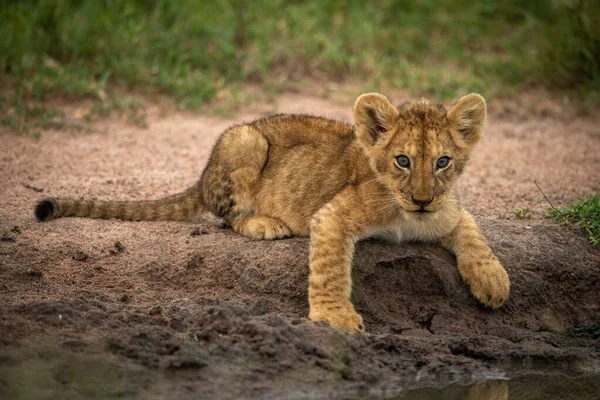 Filhote de leão encontra-se por lagoa assistindo câmera — Fotografia de Stock