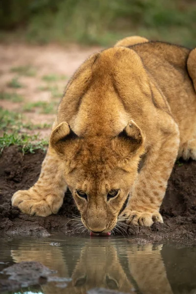 Lion cub lies drinking from water hole — Stock Photo, Image
