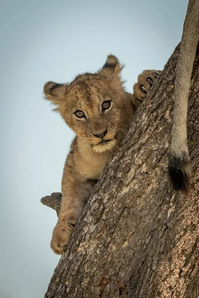 Filhote de leão está de frente para o tronco da câmera — Fotografia de Stock