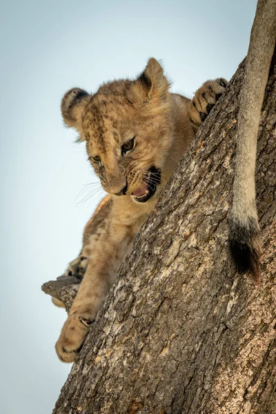 León cachorro mentiras gruñendo en árbol tronco — Foto de Stock